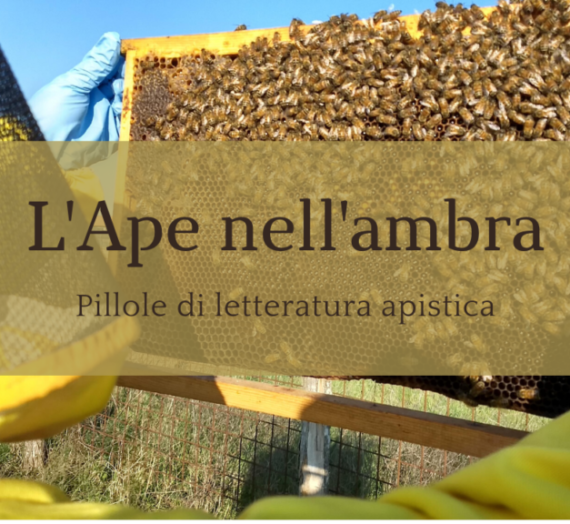 L’Ape nell’ambra – Franciscum Pitteri