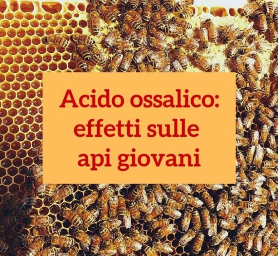 Acido ossalico: effetti nocivi sulle api giovani