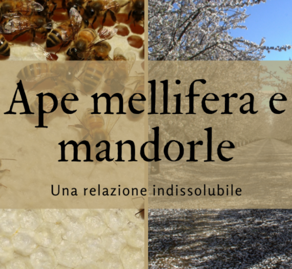 Ape mellifera e mandorle: una relazione indissolubile